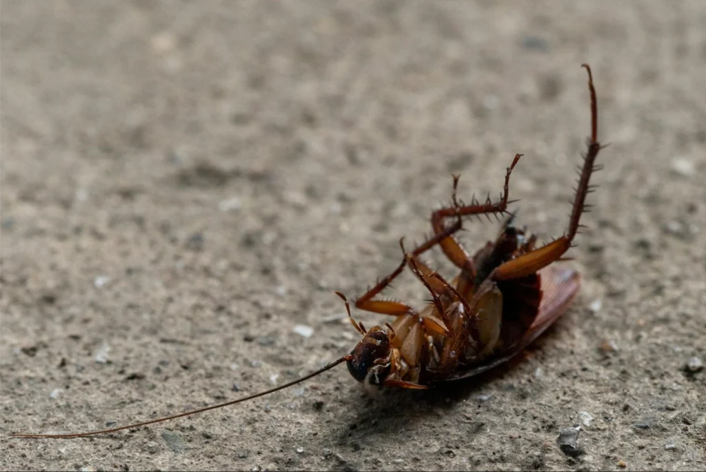 avoid this 7 common mistakes in pest control video marketing