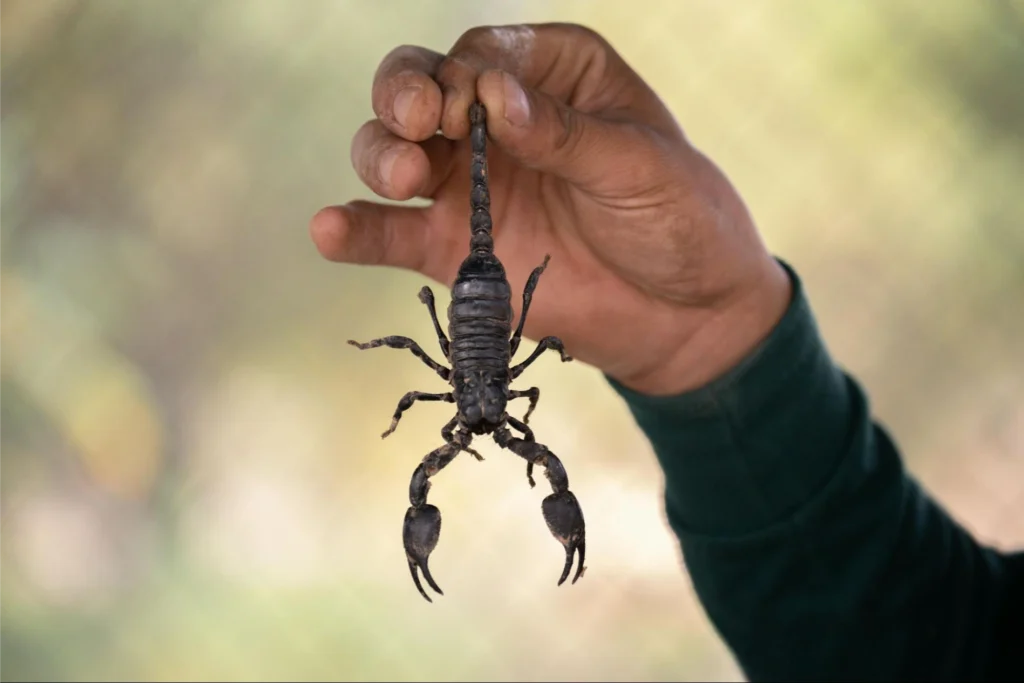 seven common mistakes to avoid in pest control video marketing