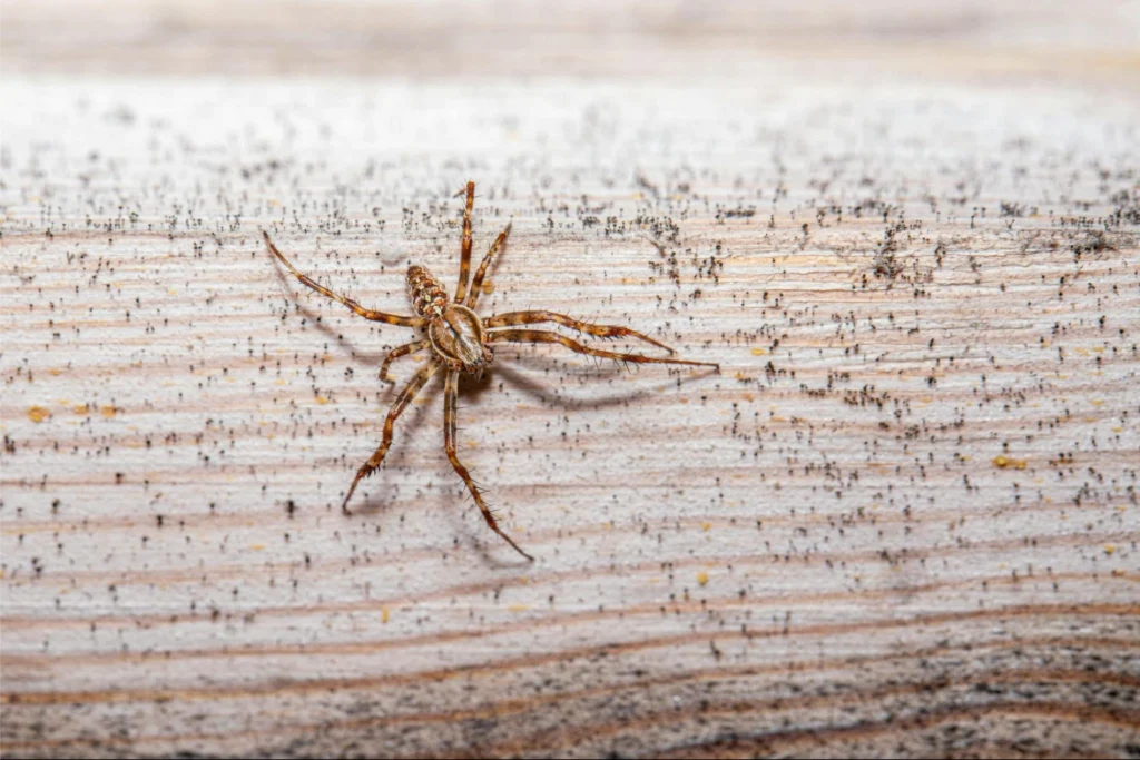 the 7 common mistakes to avoid in pest control video marketing