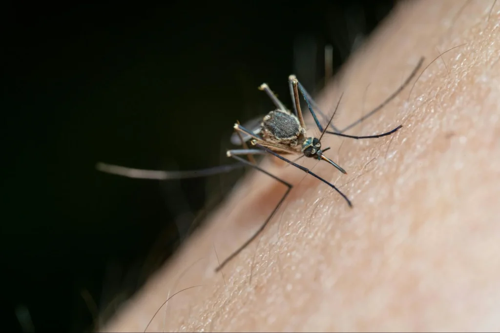 10 common mistakes when starting a mosquito spraying business