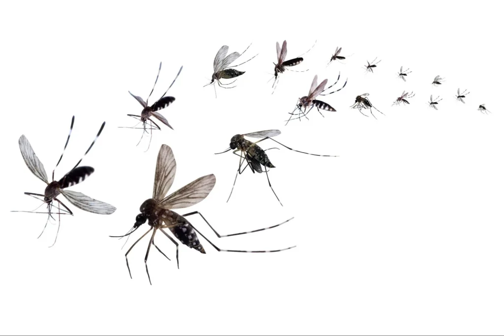 10 mistakes when starting a mosquito spraying business