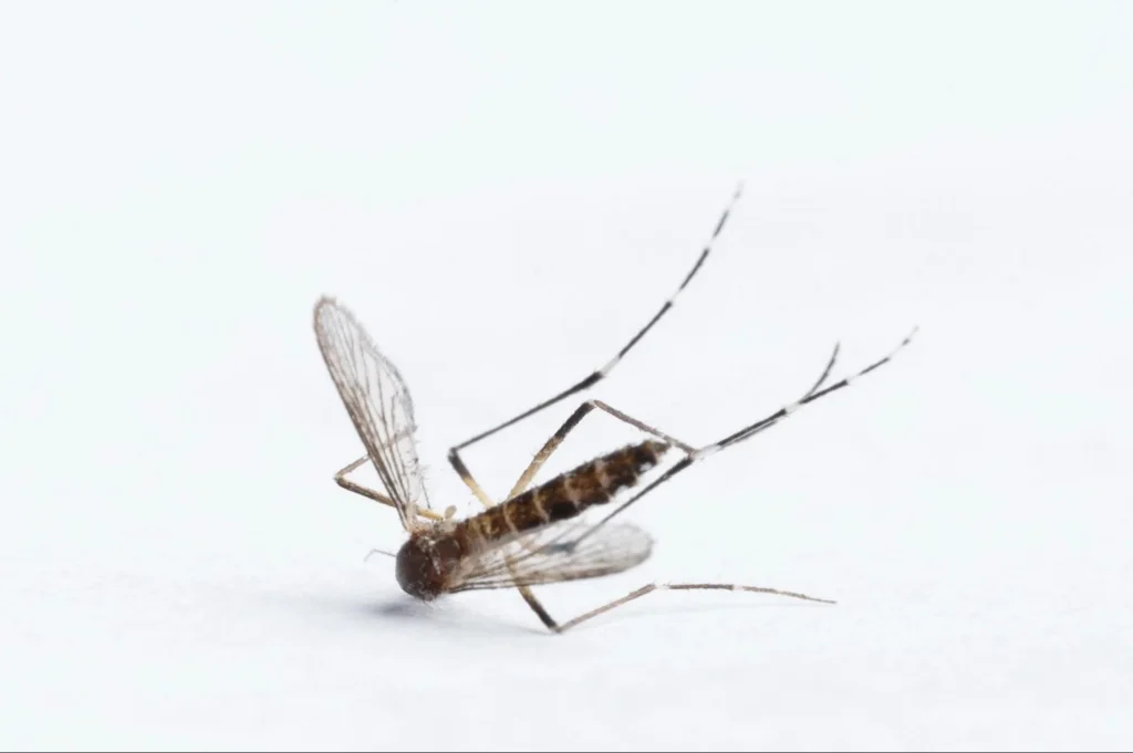 common mistakes when starting a mosquito spraying business