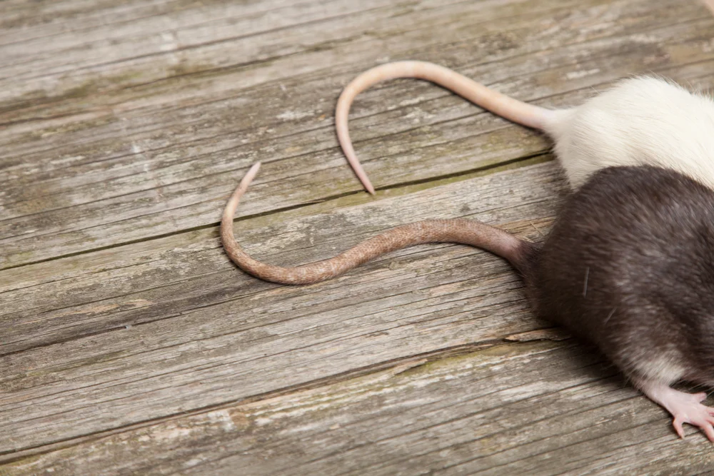 do pest control company need to be licensed?
