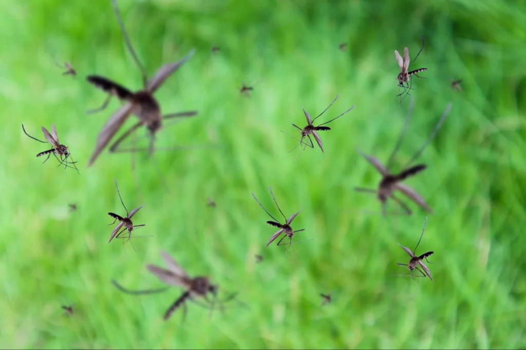 the 10 common mistakes when starting a mosquito spraying business