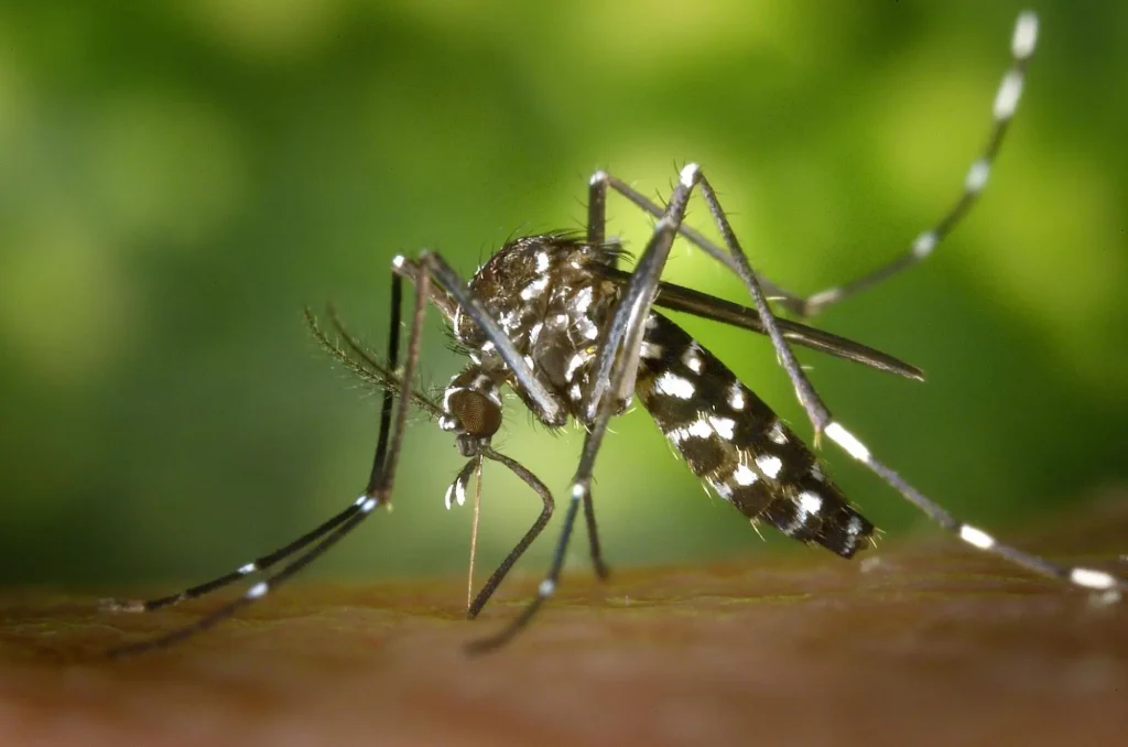 12 promotional ideas for pest control