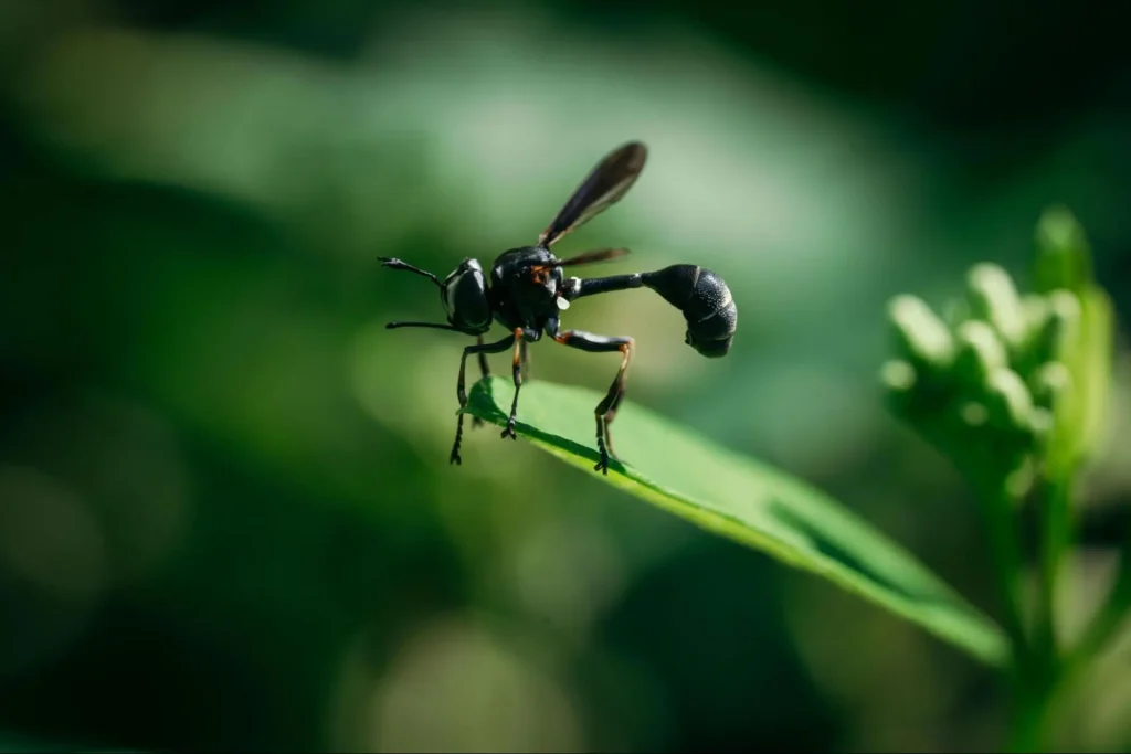 grow a pest control business