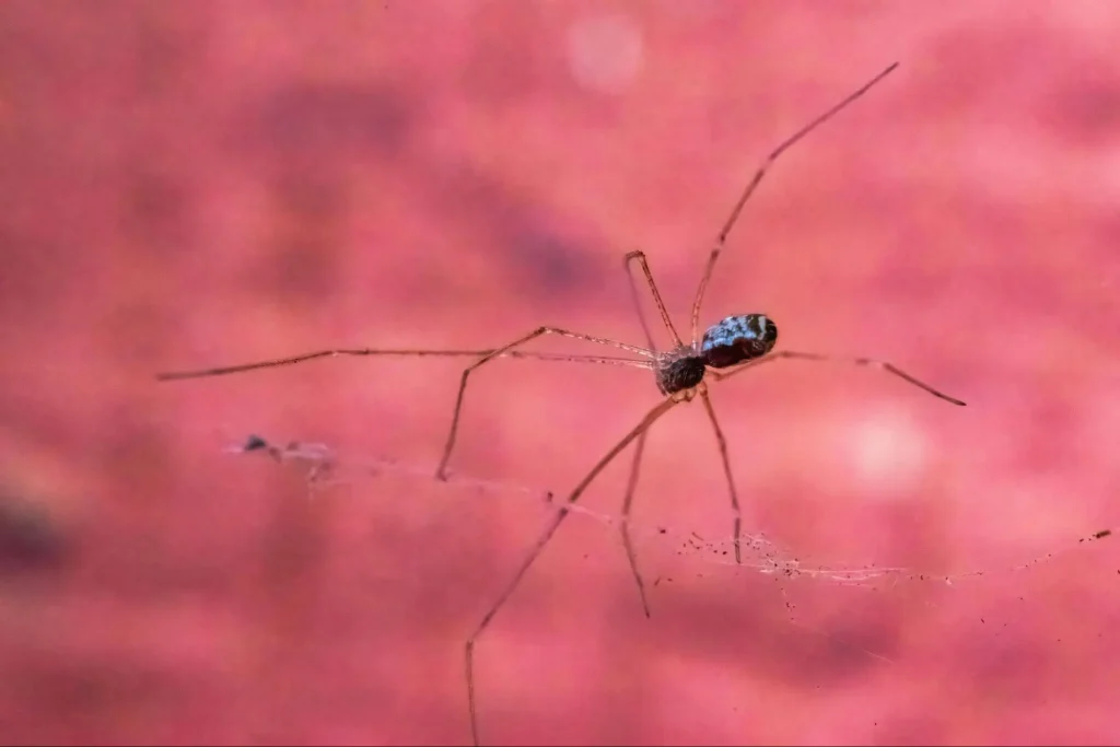 how to grow a pest control business