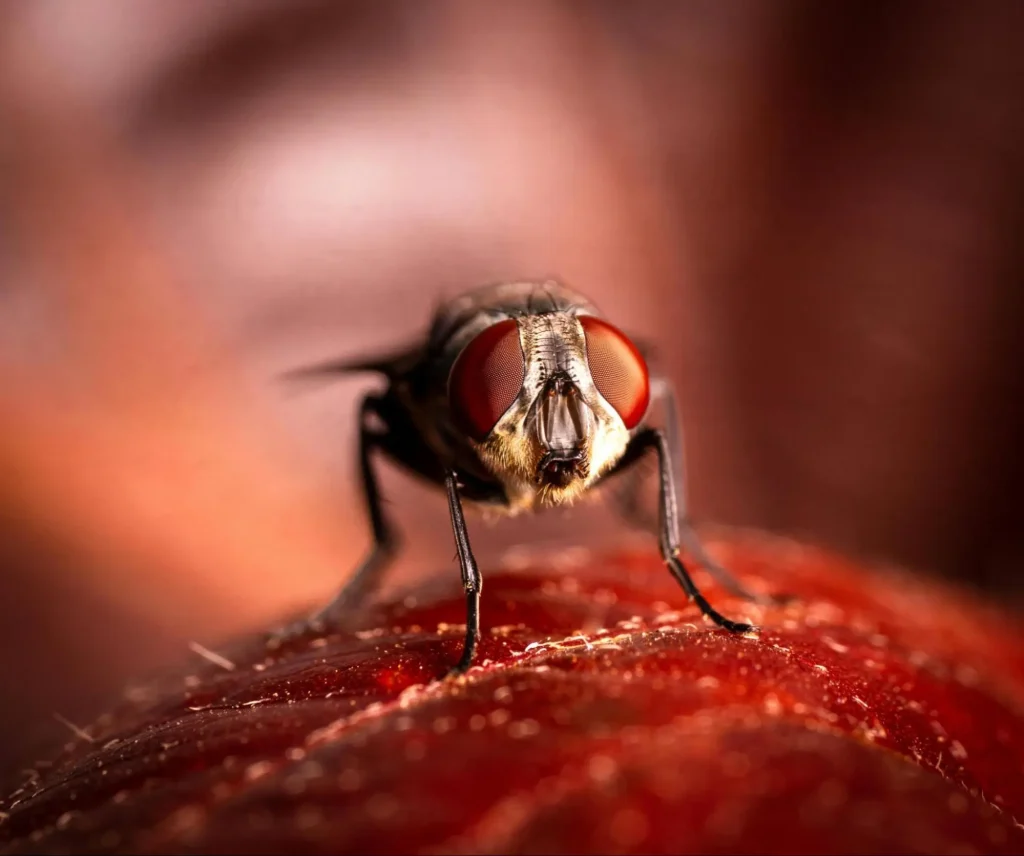 how to grow a pest control business?