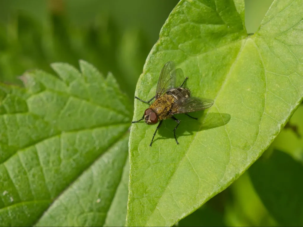 how to grow pest control business