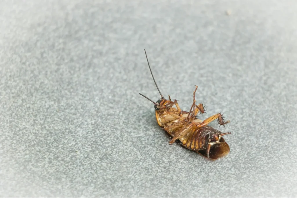 pest control promotional ideas