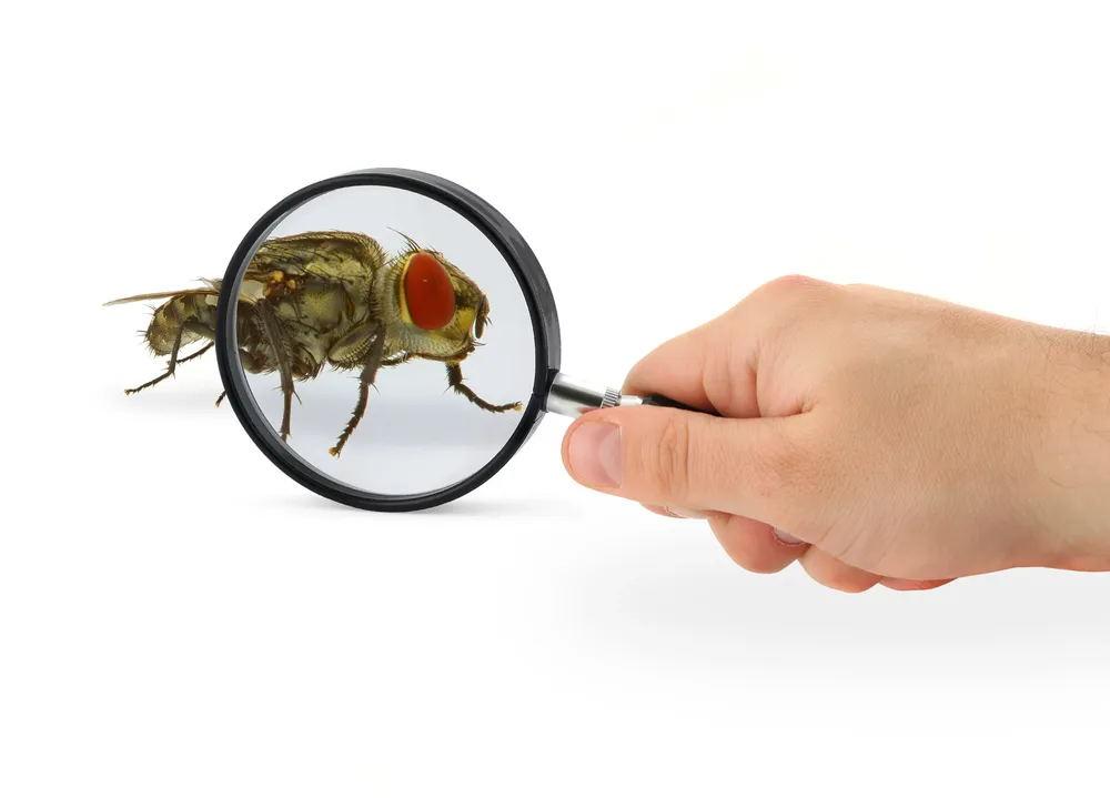 the 5 most common types of pest control ads, what works
