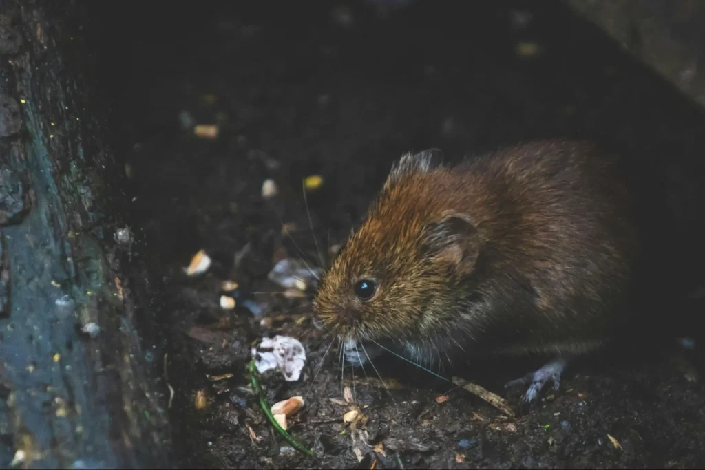 twelve pest control promotional ideas
