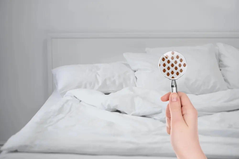 the marketing for bed bug specialists vs. general pest control