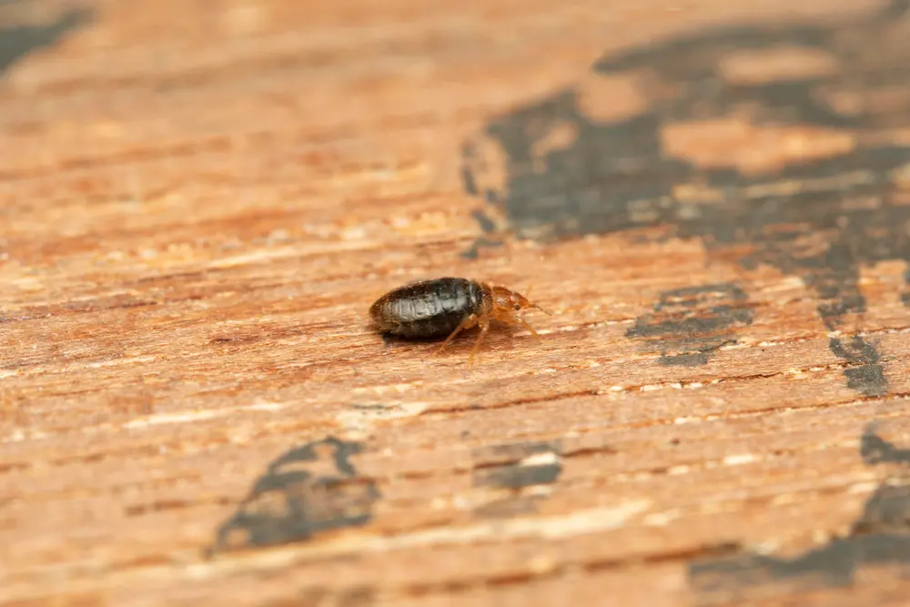 the profit margin battle, marketing for bed bug specialists vs. general pest control