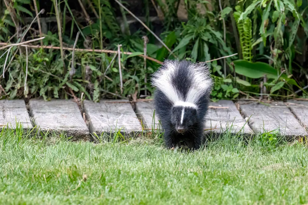 the $200k opportunity in targeted wildlife removal marketing, beyond rodent