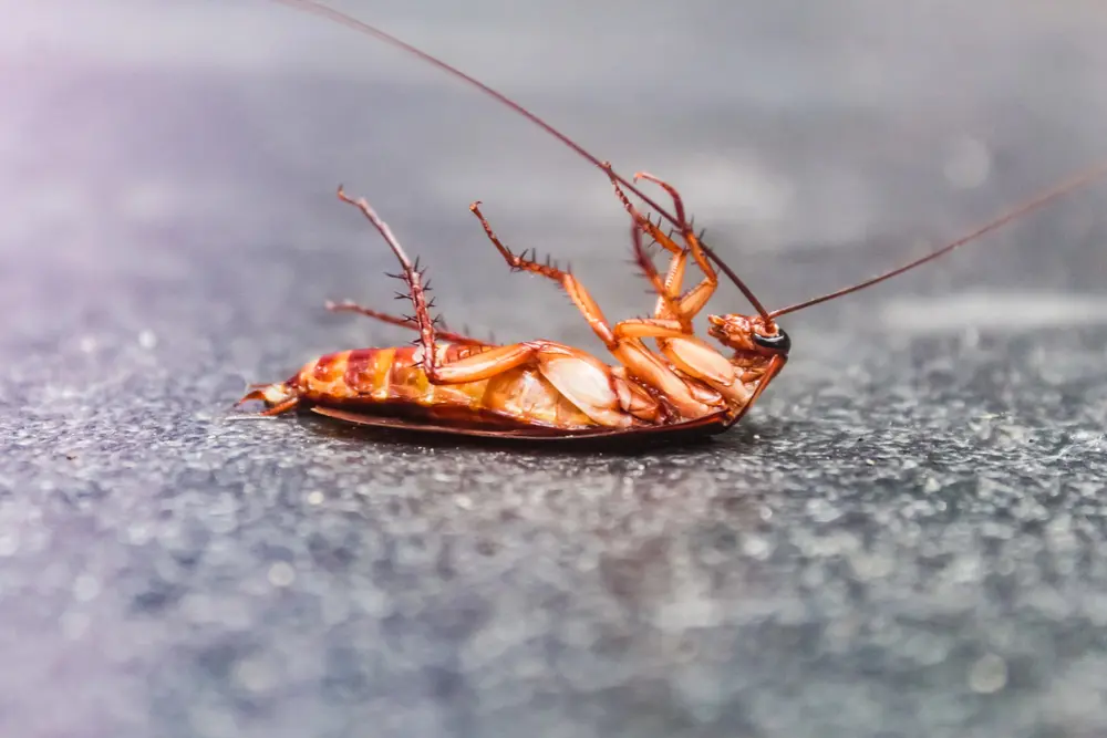 why local citations matter for multi state pest control companies