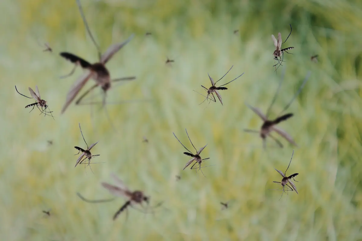 bundling services pricing