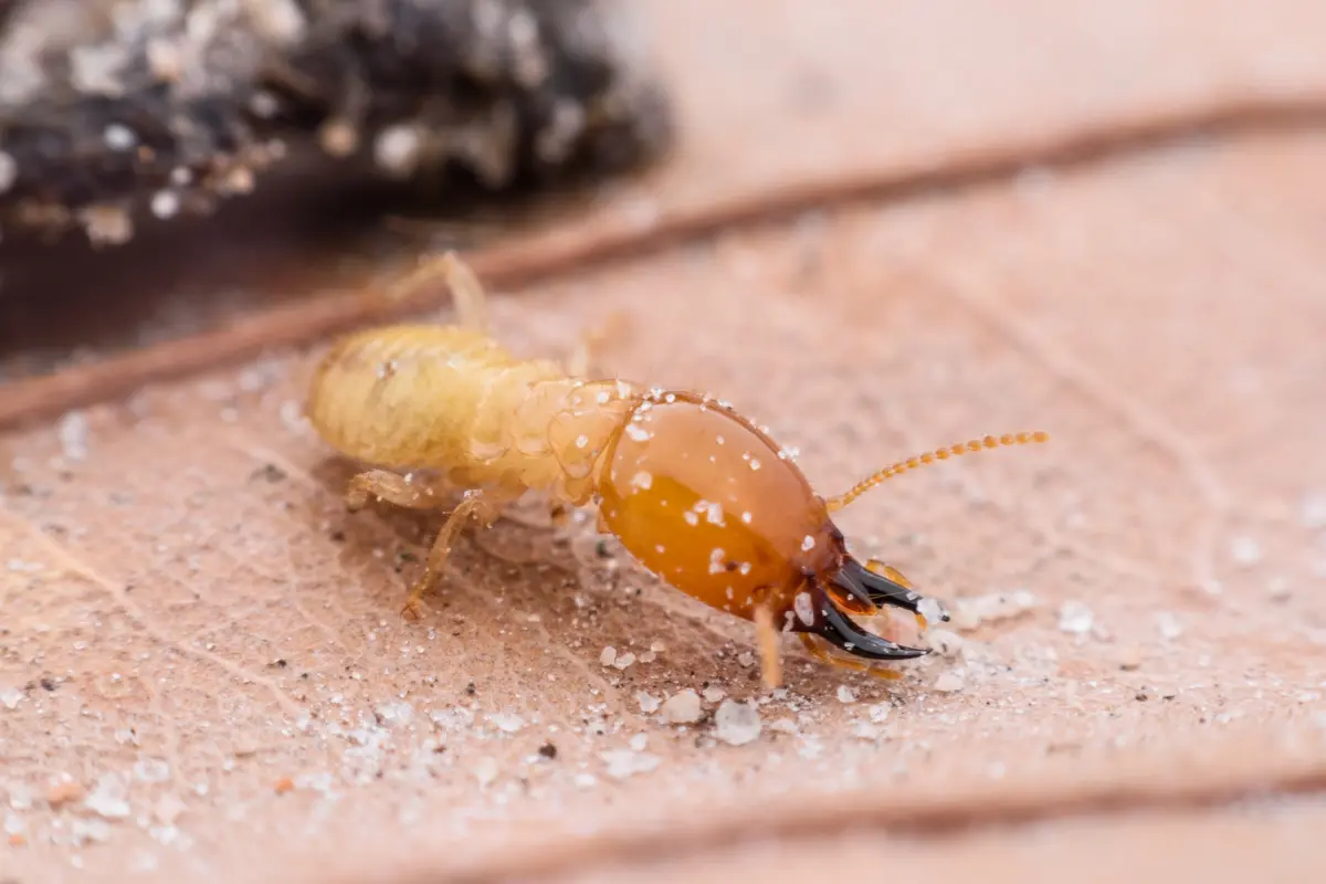 3-Week Marketing Sprint Plan