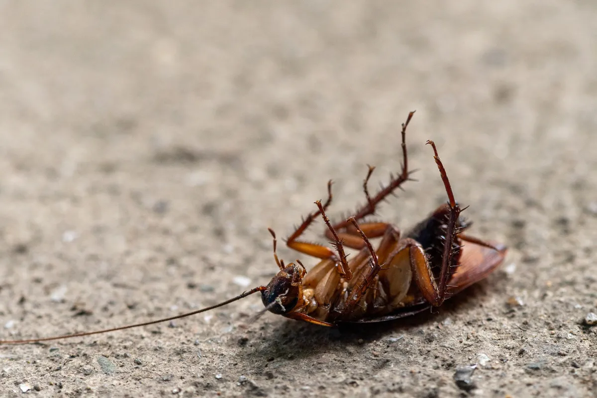 how can an seo company help pest control businesses generate qualified leads